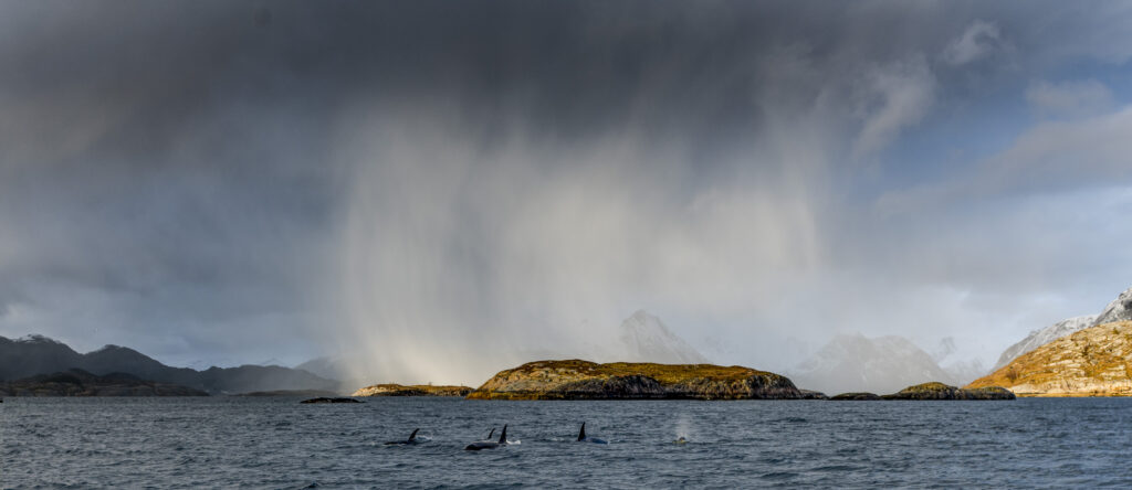 DAS ANGELZIEL TJONG FJORD IN NORDNORWEGEN